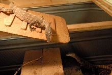 Reptile Gardens