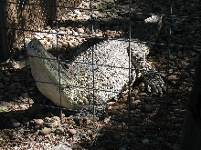 Reptile Gardens