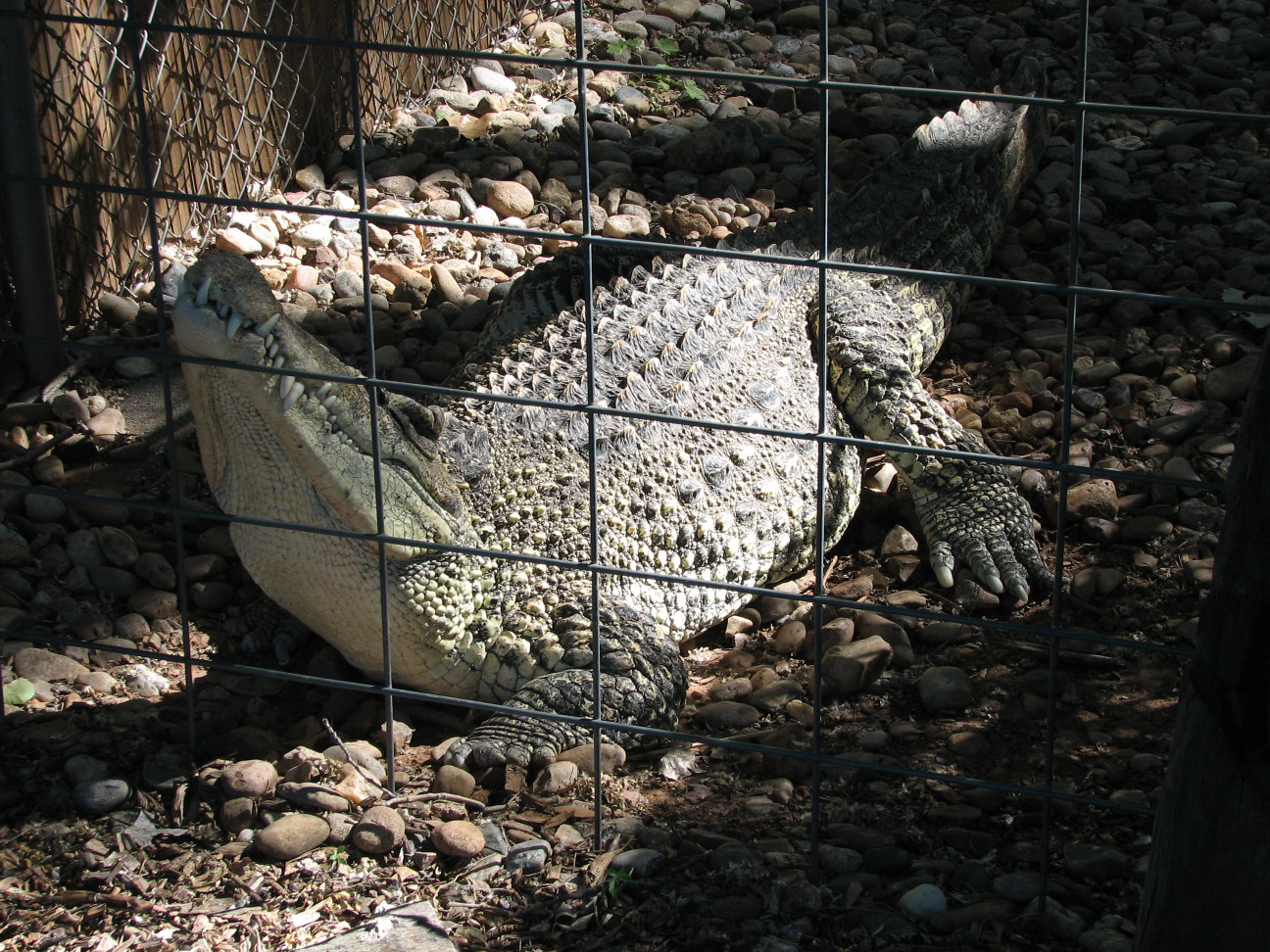 Reptile Gardens