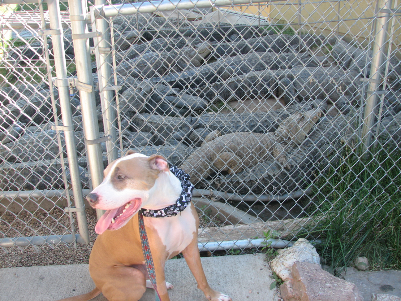 Reptile Gardens