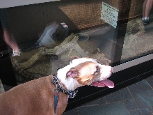 Reptile Gardens