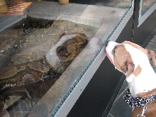 Reptile Gardens