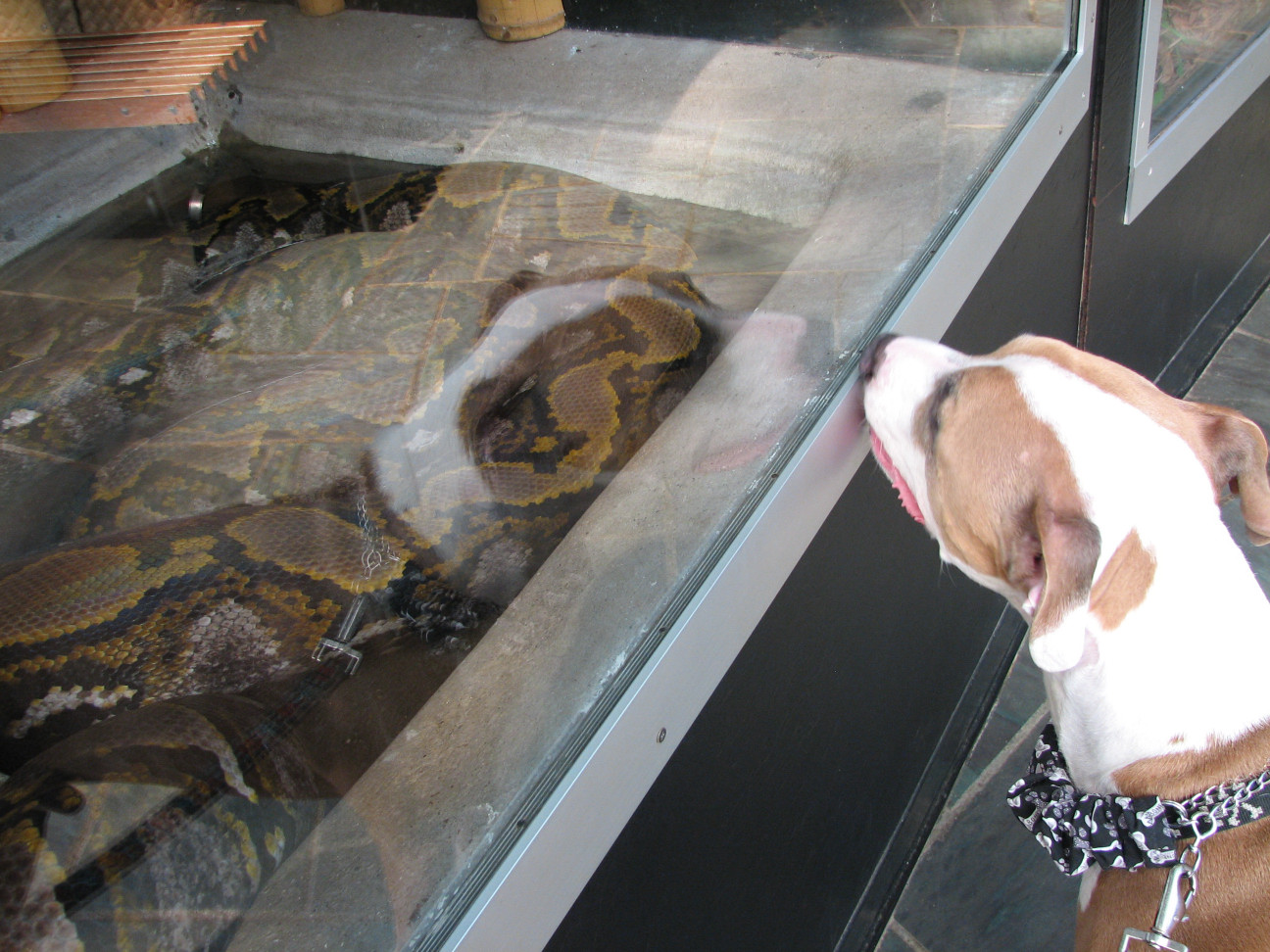 Reptile Gardens