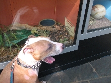 Reptile Gardens