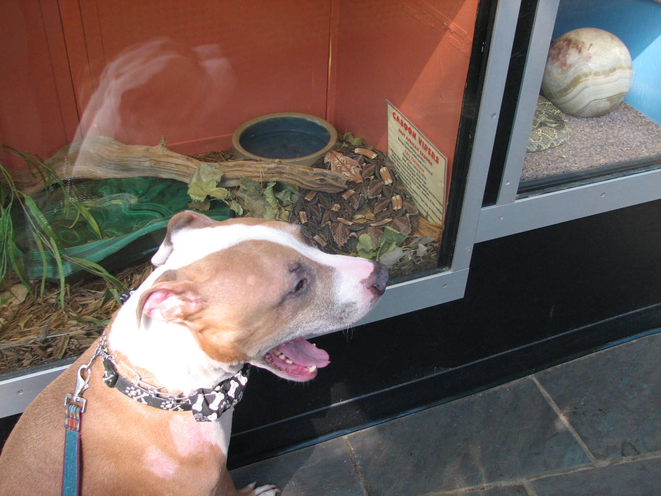 Reptile Gardens