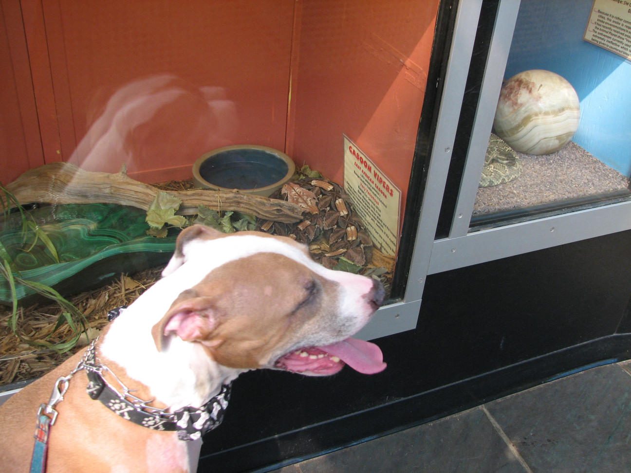 Reptile Gardens