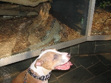 Reptile Gardens