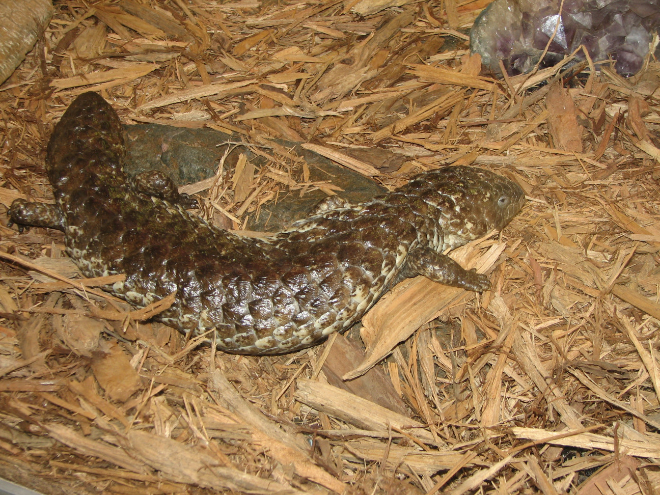 Reptile Gardens