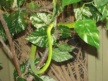 Reptile Gardens