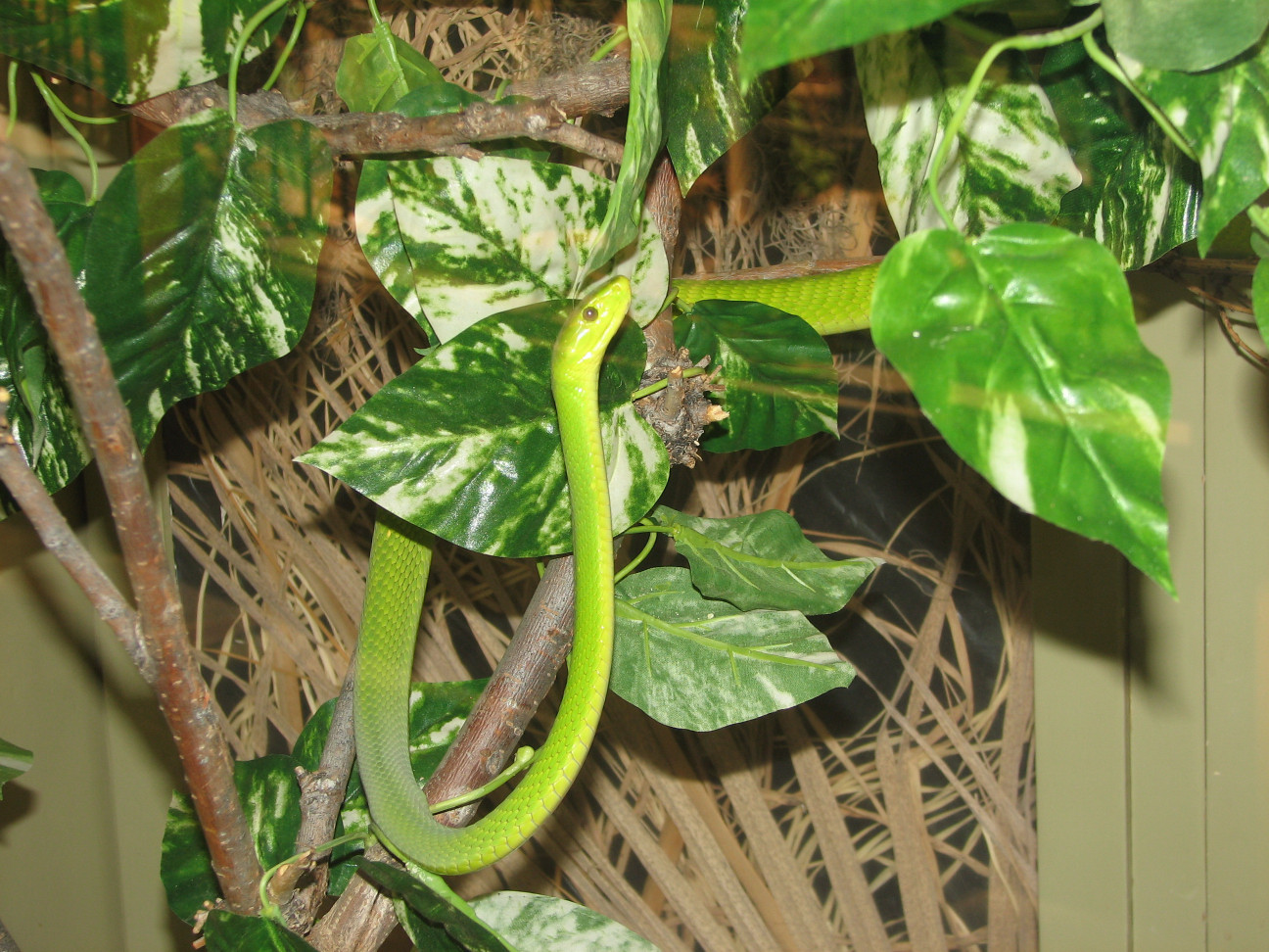 Reptile Gardens