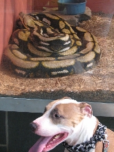 Reptile Gardens