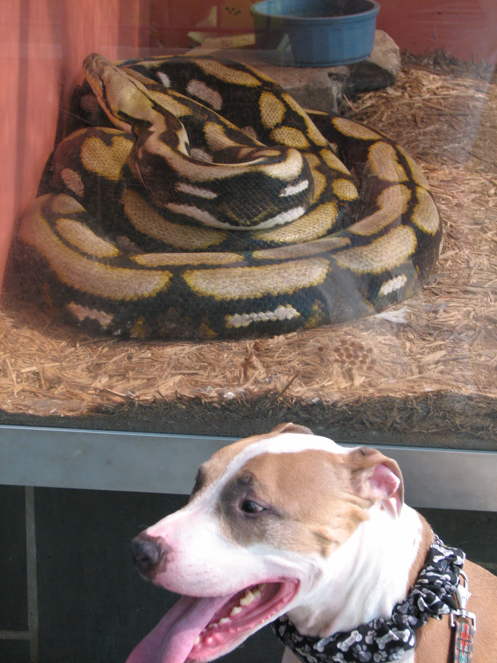 Reptile Gardens