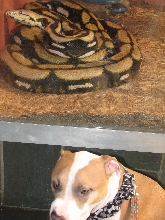 Reptile Gardens