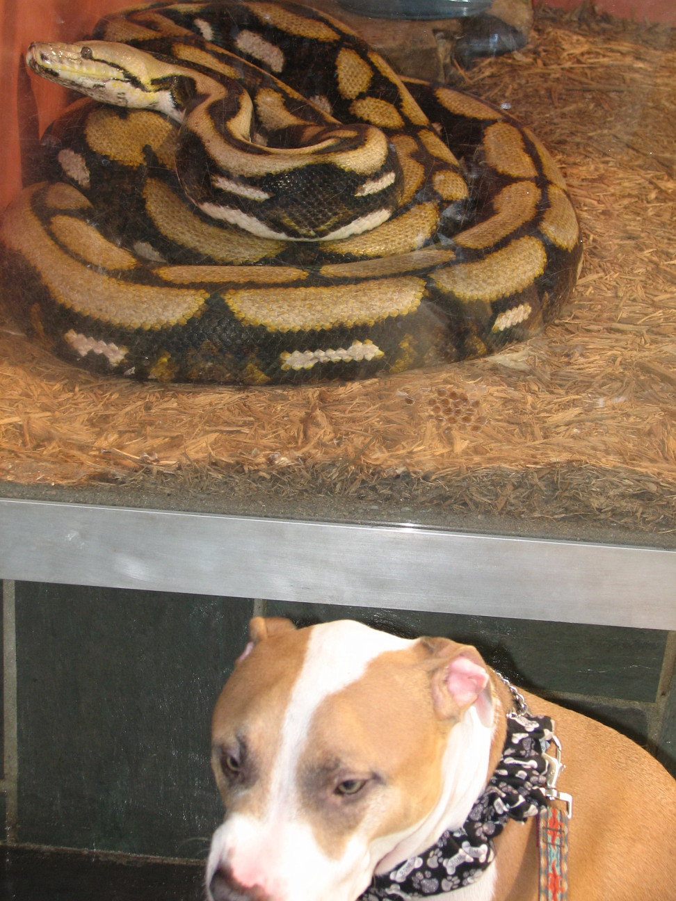 Reptile Gardens