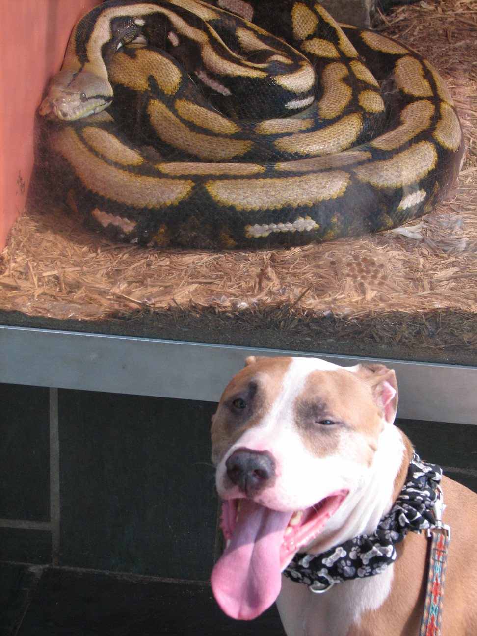 Reptile Gardens