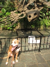 Reptile Gardens