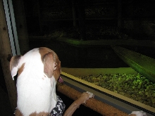 Reptile Gardens