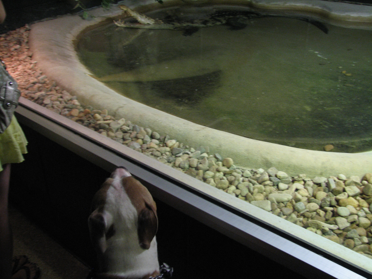 Reptile Gardens