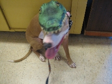 Reptile Gardens