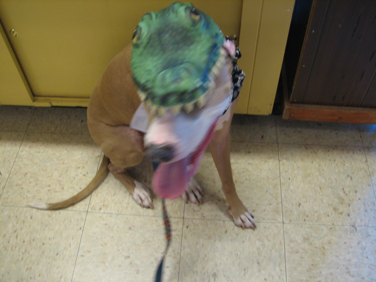 Reptile Gardens