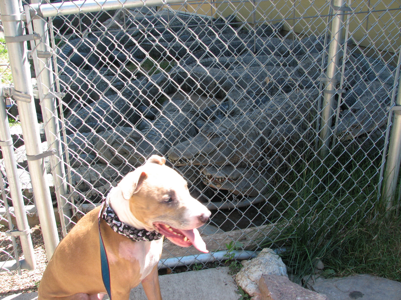Reptile Gardens