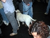 Yappy hour hosted by Central Bark