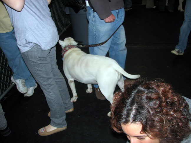 Yappy hour hosted by Central Bark