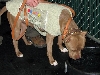 Yappy hour hosted by Central Bark