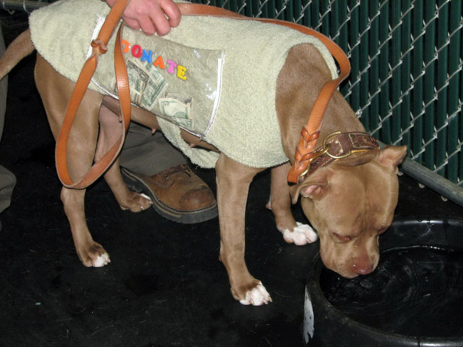 Yappy hour hosted by Central Bark