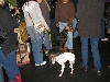 Yappy hour hosted by Central Bark