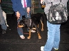 Yappy hour hosted by Central Bark