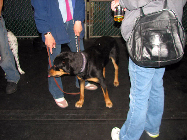 Yappy hour hosted by Central Bark