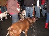 Yappy hour hosted by Central Bark