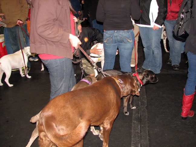 Yappy hour hosted by Central Bark