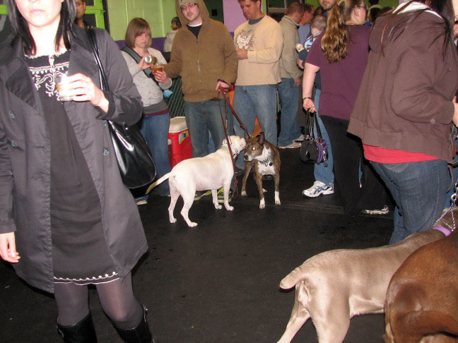 Yappy hour hosted by Central Bark