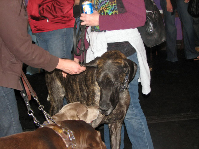 Yappy hour hosted by Central Bark