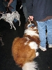 Yappy hour hosted by Central Bark