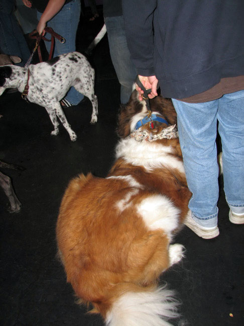 Yappy hour hosted by Central Bark