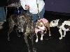 Yappy hour hosted by Central Bark