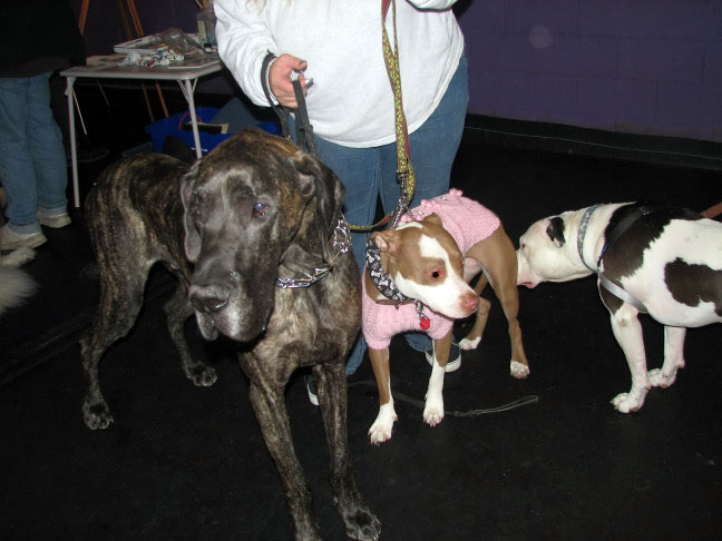 Yappy hour hosted by Central Bark