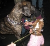 Yappy hour hosted by Central Bark