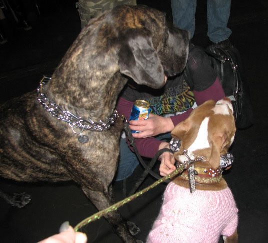 Yappy hour hosted by Central Bark