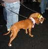 Yappy hour hosted by Central Bark