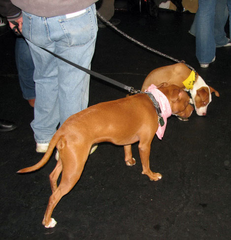 Yappy hour hosted by Central Bark