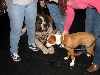 Yappy hour hosted by Central Bark