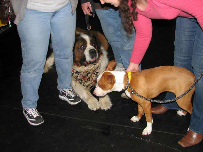 Yappy hour hosted by Central Bark