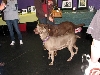 Yappy hour hosted by Central Bark