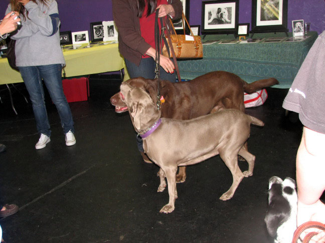 Yappy hour hosted by Central Bark