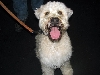 Yappy hour hosted by Central Bark