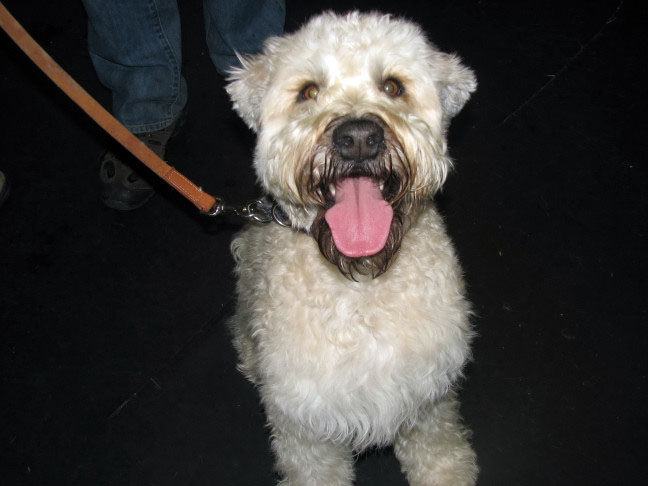 Yappy hour hosted by Central Bark